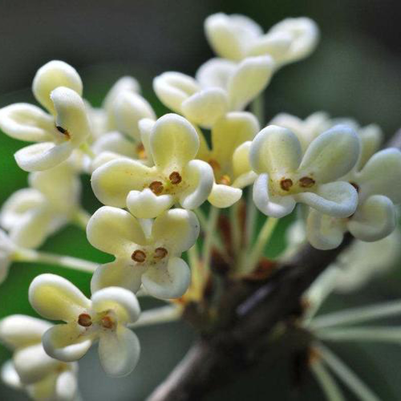 桂花油